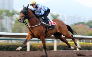 Lyle Hewitson gallops Nervous Witness at Sha Tin on Thursday morning. Photo: Kenneth Chan
