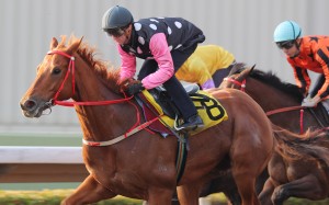 Zac Purton trials Beauty Eternal at Sha Tin on Friday morning. Photo: Kenneth Chan