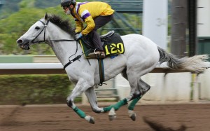 Glorious Dragon trials at Sha Tin. Photos: Kenneth Chan