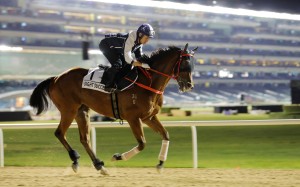 Sight Success gallops at Meydan on Thursday morning. Photos: Kenneth Chan