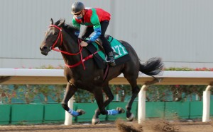 Derek Leung partners Money Catcher in a trial during his four-year-old season. Photo: Kenneth Chan