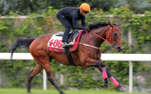 Romantic Warrior gallops under Zac Purton at Sha Tin on Thursday morning. Photo: Kenneth Chan
