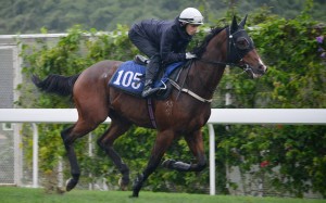 Lyle Hewitson gallops Beluga at Sha Tin on May 12. Photo: Kenneth Chan