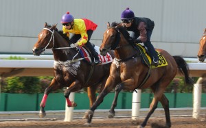 California Spangle (left) trials at Sha Tin on Friday. Photos: Kenneth Chan