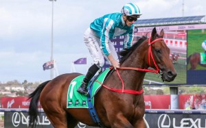 Romantic Warrior canters to the Group One Turnbull Stakes (2,000m) start at Flemington on Saturday under James McDonald. Photo: HKJC/Bruno Cannatelli