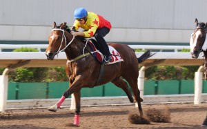 California Spangle stretches out under Hugh Bowman in a recent trial. Photo: Kenneth Chan