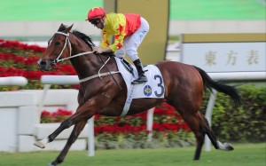 California Spangle wins the Group Two Sha Tin Trophy (1,600m) 12 months ago. Photo: Kenneth Chan