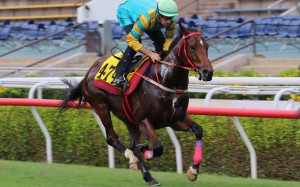 Moments In Time finishes second in his Sha Tin turf trial under Hugh Bowman. Photos: Kenneth Chan