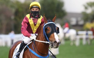 Alfred Chan returns aboard Kurpany following their Class Two dirt win at Sha Tin in January 2022. Photo: Kenneth Chan