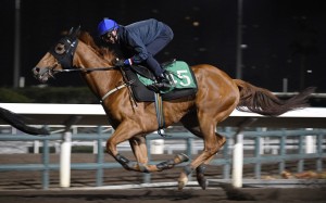 Zac Purton gallops Flying Ace on the Sha Tin dirt on Thursday. Photo: Kenneth Chan