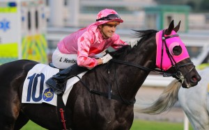 Lyle Hewitson pats Chancheng Glory after their Sha Tin success on November 26, Photo: Kenneth Chan
