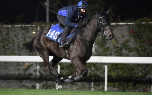 Trainer Mark Newnham partners Courier Wonder in a gallop on Thursday morning. Photos: Kenneth Chan