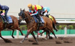Hugh Bowman partners Wellington in an all-weather trial at Sha Tin earlier this month. Photo: Kenneth Chan