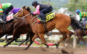Beauty Crescent and Alexis Badel will team up again in Sunday’s Hong Kong Derby. Photos: Kenneth Chan