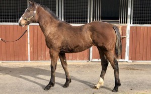 Helios Express as a yearling. Photo: Inglis