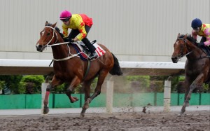 California Spangle coasts to victory in his 1,200m dirt trial on Tuesday morning. Photos: Kenneth Chan