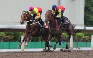California Spangle (left) trials under Brenton Avdulla at Sha Tin recently. Photo: Kenneth Chan