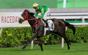Bottomuptogether bids for a fourth straight win at Sha Tin on Saturday. Photos: Kenneth Chan