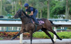 Harold Win gallops on the Sha Tin dirt under Andrea Atzeni. Photos: Kenneth Chan