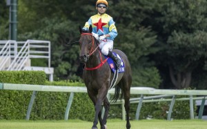 Victor The Winner before the start of the Sprinters Stakes at Nakayama racecourse with Joao Moreira on board. Photos: HKJC