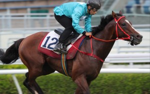 Romantic Thor trials at Sha Tin under Matthew Poon. Photos: Kenneth Chan