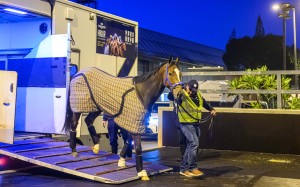 Hong Kong Sprint contender Nobals arrives at Sha Tin on Sunday morning. Photo: HKJC