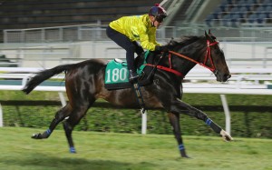 Lucky Sweynesse in action at the Sha Tin trials on December 17. Photos: Kenneth Chan