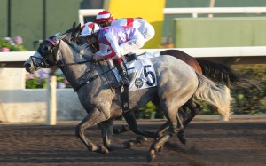 Talents Ambition salutes under Hugh Bowman at Sha Tin in December. Photos: Kenneth Chan