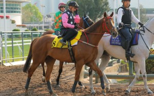 Andrea Atzeni on board Beauty Eternal at the Sha Tin trials. Photos: Kenneth Chan