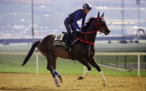 Howdeepisyourlove is put through his paces at Meydan on Thursday morning. Photos: Kenneth Chan