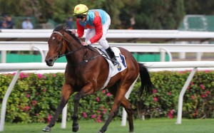 The Everest favourite Ka Ying Rising salutes at Sha Tin last Sunday. Photos: Kenneth Chan