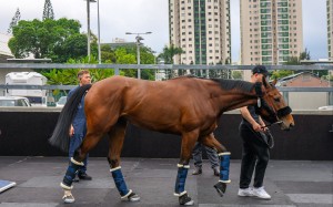Goliath arrives in Hong Kong for the QE II Cup. Photo: HKJC