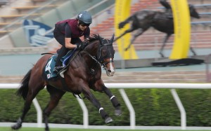 Japanese raider Prognosis gallops at Sha Tin ahead of the Group One QE II Cup (2,000m). Photos: Kenneth Chan