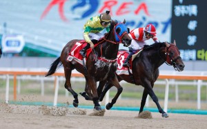 Self Improvement (outside) digs deep to win Sunday’s Group Three Korea Sprint (1,200m). Photos: Kenneth Chan