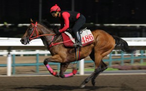 Romantic Warrior gallops at Sha Tin on Thursday morning. Photos: Kenneth Chan