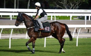 Ka Ying Rising gallops on the Sha Tin turf ahead of his trip to Australia. Photos: Kenneth Chan
