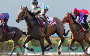Voyage Bubble runs fourth in his Sha Tin dirt trial on Tuesday morning. Photos: Kenneth Chan