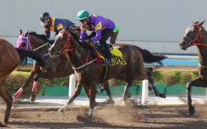 Helios Express runs third in his 1,200m dirt trial at Sha Tin on Friday morning. Photos: Kenneth Chan