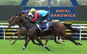 Ka Ying Rising finishes third in a 1,000m barrier trial at Randwick on Tuesday morning. Photo: HKJC