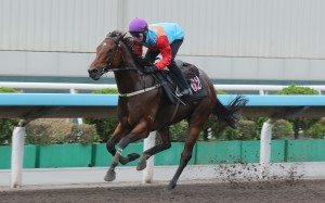 Ka Ying Rising is fighting fit ahead of next weekend’s Group Two Jockey Club Sprint (1,200m). Photos: Kenneth Chan