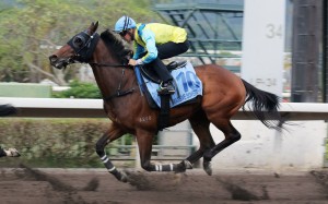 Massive Sovereign trials at Sha Tin recently. Photo: Kenneth Chan