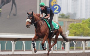 Giavellotto gallops on the Sha Tin dirt on Wednesday morning. Photos: Kenneth Chan