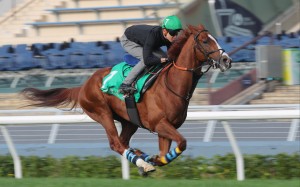 Urban Chic blazes his way up the Sha Tin straight. Photos: Kenneth Chan
