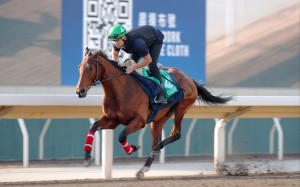 Goliath tunes up on the Sha Tin dirt. Photos: Kenneth Chan