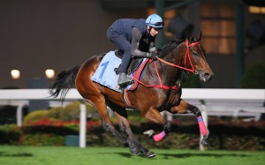 Romantic Warrior gallops on the Sha Tin turf on Tuesday morning. Photos: Kenneth Chan