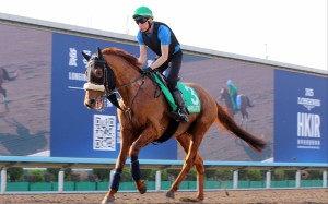 Giavellotto gallops at Sha Tin earlier this week. Photos: Kenneth Chan