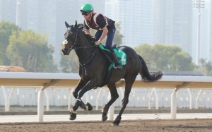Al Riffa gallops on Sha Tin’s all-weather track in the lead-up to Sunday’s Hong Kong Vase. Photos: Kenneth Chan
