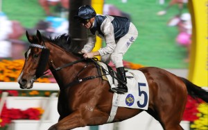 Zac Purton guides Invincible Ibis to a third straight triumph last month. Photos: Kenneth Chan