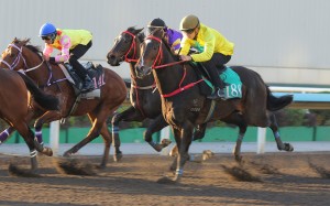 Lucky Sweynesse runs on for third in a recent dirt trial ahead of Sunday’s Stewards’ Cup. Photos: Kenneth Chan