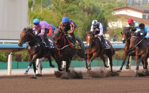 Little Paradise (inside) holds off Red Lion to win a Sha Tin trial on Thursday. Photos: Kenneth Chan